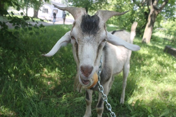 Tomo Markelevičiaus nuotr./Ožys prie teismo