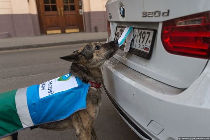 Ilya Varlamov nuotr./Automobilių parkavimą kontroliuoja ir šunys