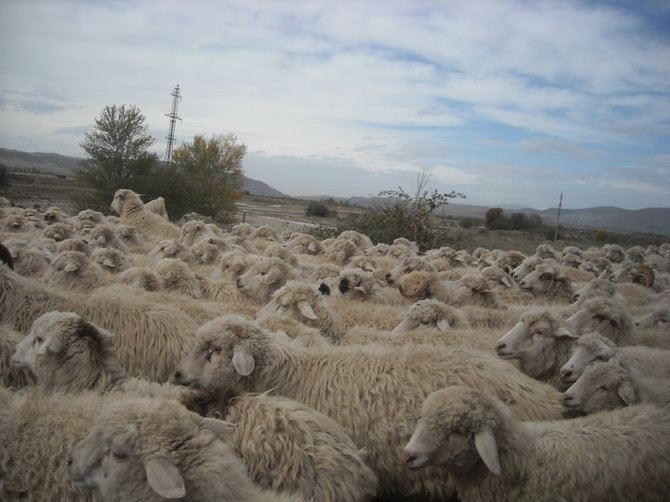 Avių banda, sutikta pakeliui į David Garedžą