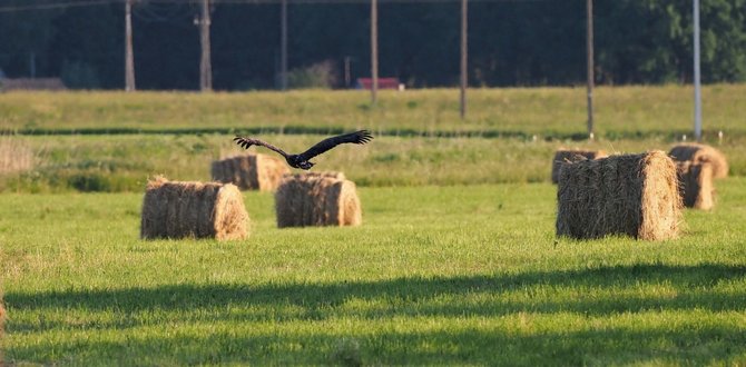 Alvydo Januševičiaus / 15min nuotr./Fotografų pleneras su „Olympus“ technika