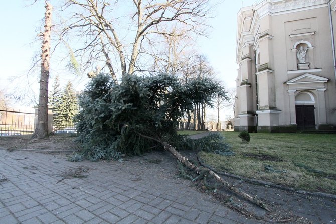 Alvydo Januševičiaus nuotr./Joniškio bažnyčioje pjaunami medžiai