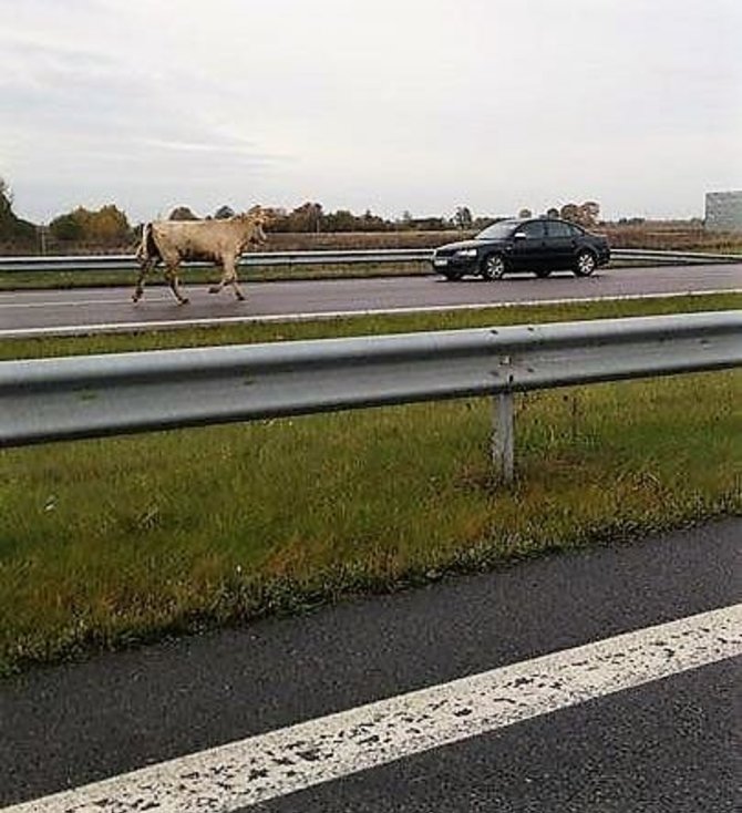 Policijos nuotr./Bulius autostradoje