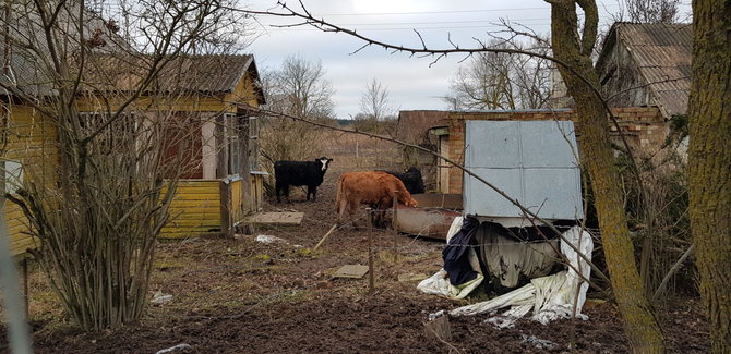 Alvydo Januševičiaus / 15min nuotr./Kelionė po nykstančią Šiaurės Lietuvą