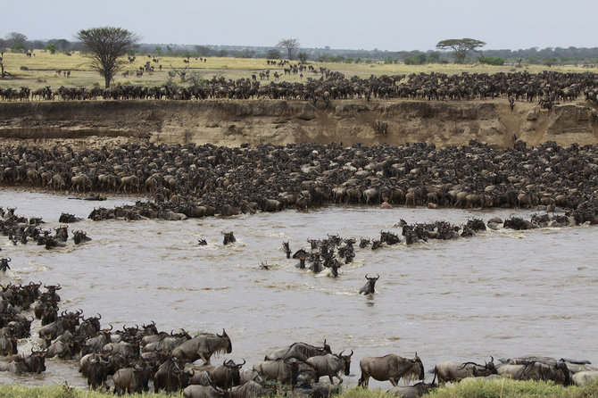 Dryžuotųjų gnu migracija per Maros upę, Tanzanija.