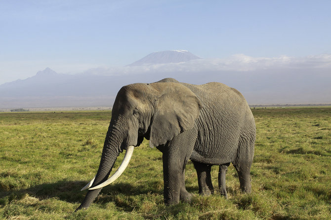 Kilimandžaras. Afrikinis dramblys. Kenija