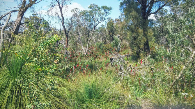 Asmeninio archyvo nuotr. /Australijoje lietuvė stebėjo, kaip vykdomi ekosistemų atkūrimo darbai