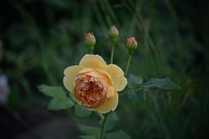 G.Navickaitės nuotr./M.Zapolskos auginamos rožės