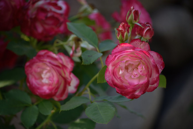 G.Navickaitės nuotr./M.Zapolskos auginamos rožės