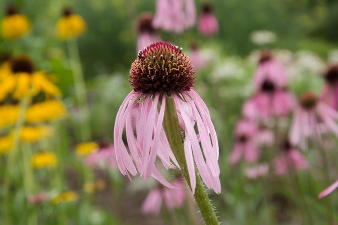 Asmeninio archyvo nuotr. /Tenesinė ežiuolė (Echinacea tennesseensis) 