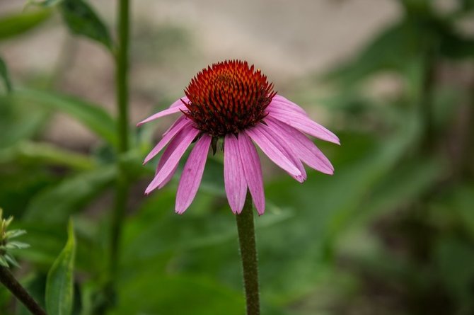 Asmeninio archyvo nuotr. /Rausvažiedė ežiuolė (Echinacea purpurea L.)