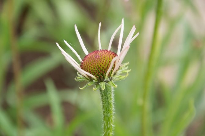 Asmeninio archyvo nuotr. /Siauralapė ežiuolė (Echinacea angustifolia)