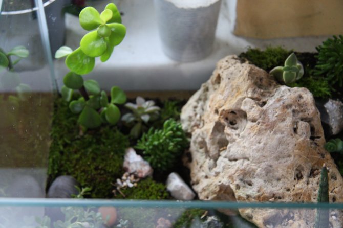Silvijos Mažuolienės nuotr./Kaip įsirengti terariumą augalams
