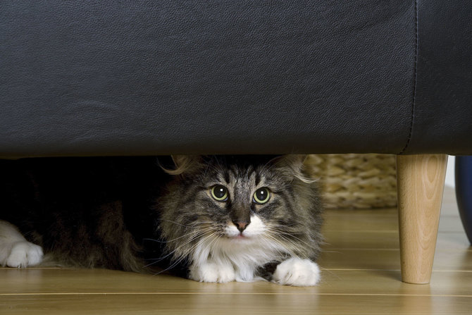 Vida Press nuotr./Katė po lova