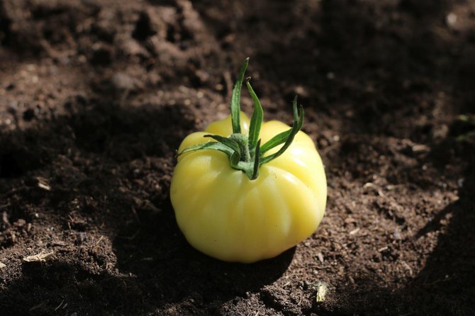 „Sėklos“ nuotr./Pomidorai „White Beauty“ 