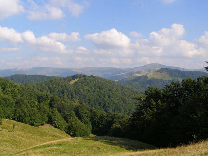 Vikipedijos nuotr./Svydovecio kalnagūbris unikaliuose Karpatų miškuose