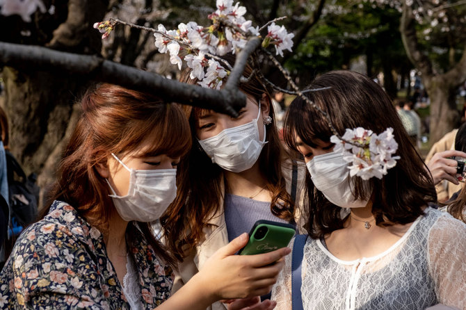 „Scanpix“ nuotr./Japonų minios grožisi žydinčiomis sakuromis