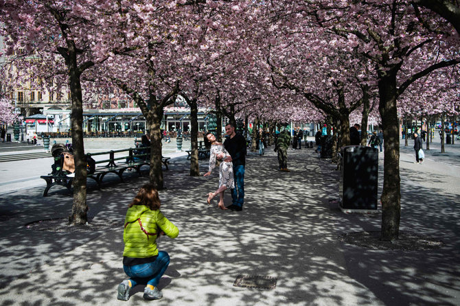 AFP/„Scanpix“ nuotr./Skirtingai nei Vilniuje, Stokholme žmonėms niekas nedraudžia vaikštinėti po ką tik pražydusių sakurų parkus
