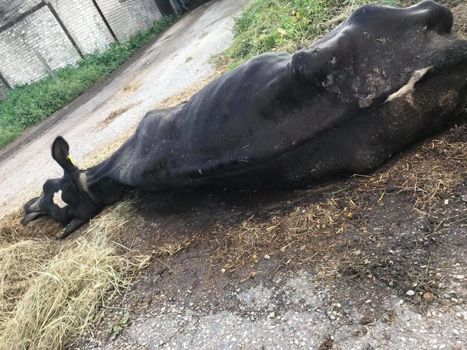 „Facebook“ / Karolio Kulikausko nuotr./LSMU Veterinarijos akademijos mokomojo ūkio karvė