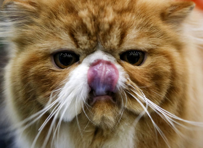 „Reuters“/„Scanpix“ nuotr./Persų ilgaplaukė katė