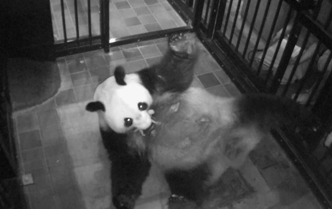 AFP/„Scanpix“ nuotr./Japonijos zoologijos sode atvestas pandos jauniklis