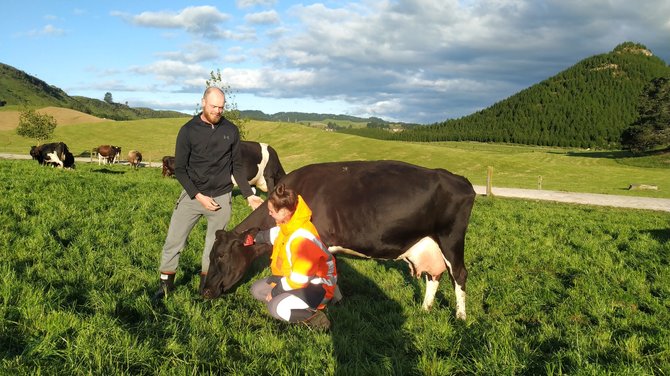 Asmeninio archyvo nuotr./Vaidas ir Agnė fermoje su viena draugiškiausių karvių