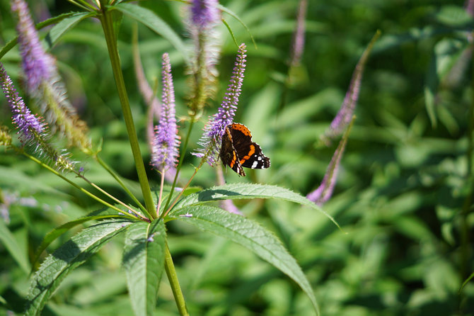 123RF.com nuotr./Virgininis veronikūnas (Veronicastrum virginicum) „Fascination“