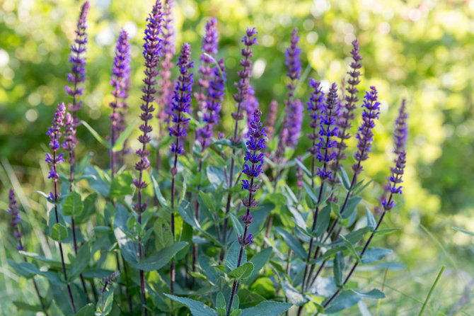 123RF.com nuotr./Gojinis šalavijas (Salvia nemorosa) „Caradonna“