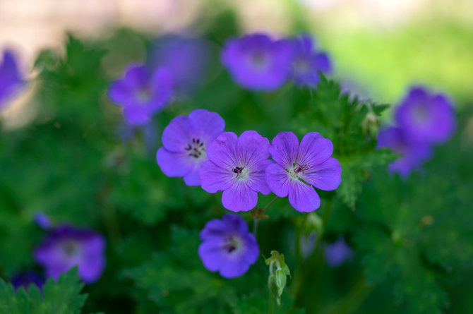 123RF.com nuotr./Snaputis (Geranium) „Rozanne“