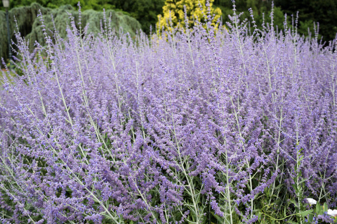 123RF.com nuotr./Paprastasis mėlesas (Perovskia atriplicifolia) „Little Spire“ 