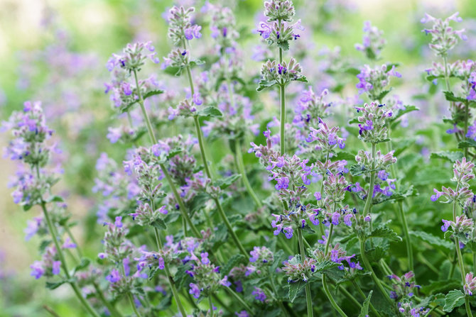 123RF.com nuotr./Faseno katžolė (Nepeta faassenii) „Walker’s Low“