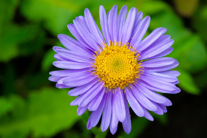 123RF.com nuotr./Alpinis astras (Aster alpinus) „Dunkle Schöne“