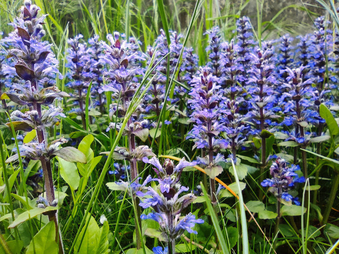 123RF.com nuotr./Šliaužiančioji vaisgina (Ajuga reptans)