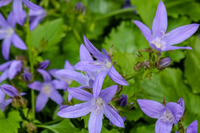 123RF.com nuotr./Išdrikasis katilėlis (Campanula poscharskyana) „Stella“