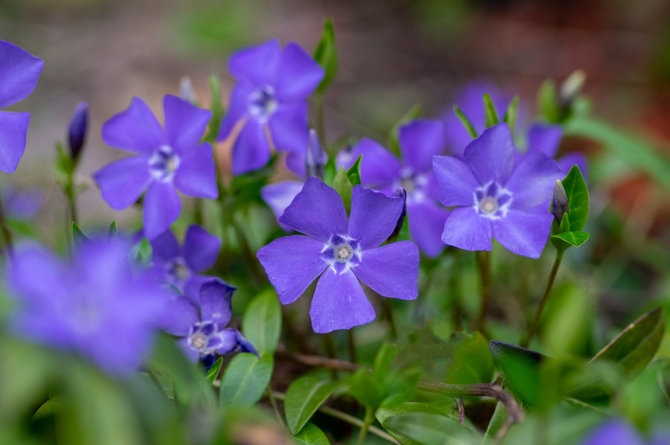 123RF.com nuotr./Mažoji žiemė (Vinca minor)