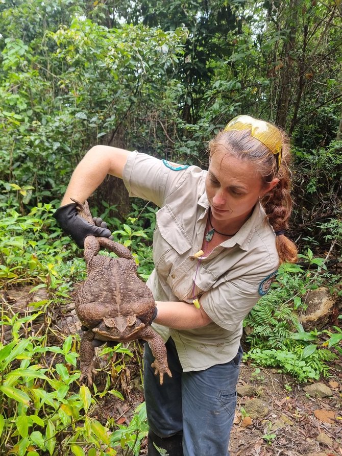 „Scanpix“ nuotr./Australijos parko prižiūrėtojai rado 2,7 kg sveriančią rupūžę