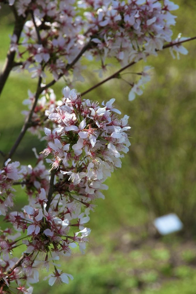 VDU Botanikos sodo nuotr./„Prunus nipponica var. kurilensis „Ruby“ – kurilinė vyšnia