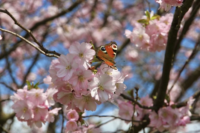 VDU Botanikos sodo nuotr./„Prunus serrulata f. albo-rosea“ – Smailiadantė vyšnia