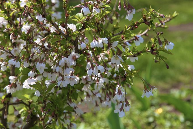 VDU Botanikos sodo nuotr./„Prunus incisa „Kojo-no-mai“ – ankstyvoji vyšnia