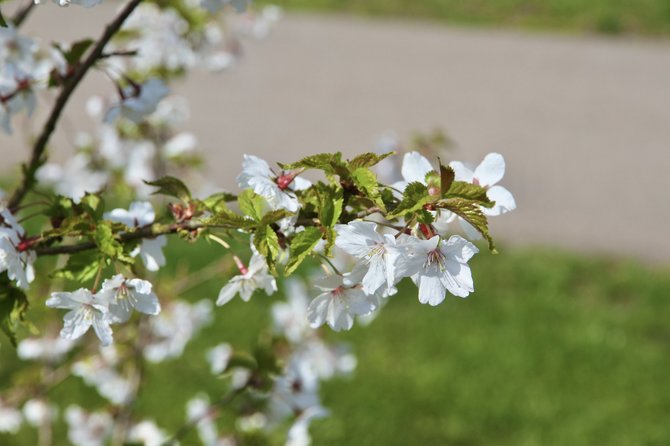 VDU Botanikos sodo nuotr./„Prunus nipponica var. kurilensis „Brillant“ – hokaidinės vyšnios kurilinis varietetas