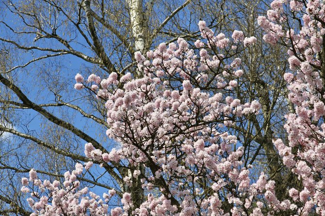 VDU Botanikos sodo nuotr./„Prunus serrulata var. spontanea“ – smailiadantė vyšnia