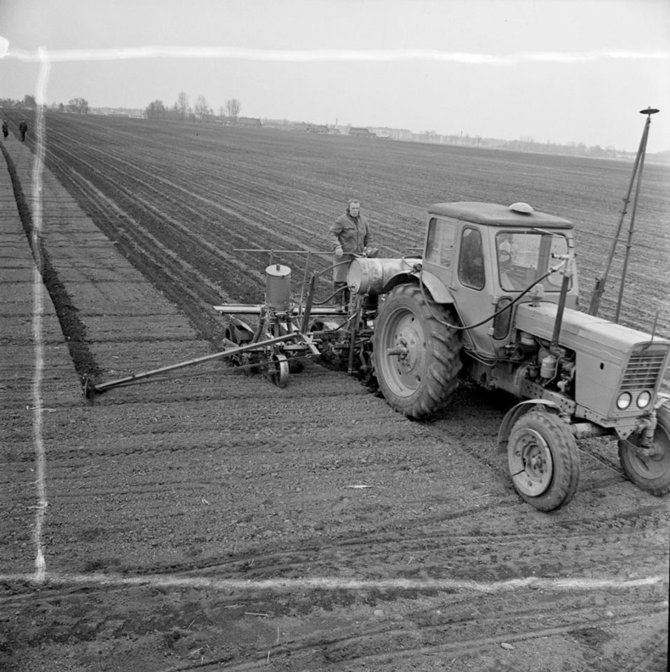 LCVA, 1-16375 nuotr./Cukrinių runkelių sėja Šiaulių rajono Gruzdžių kolūkyje. 1971 m.