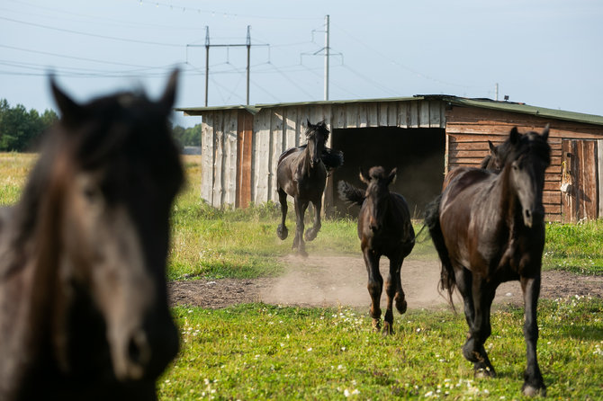 Žygimanto Gedvilos / 15min nuotr./Apsilankymas Kalniaus sodyboje