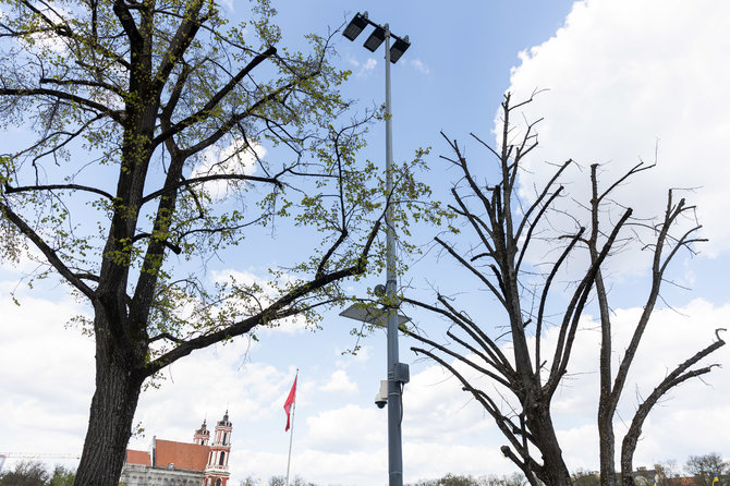 Žygimanto Gedvilos / BNS nuotr./Lukiškių aikštėje esančios nudžiūvusios liepos