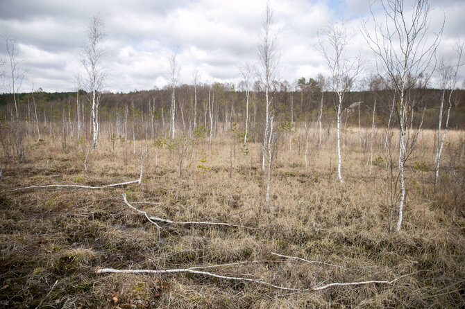 Žygimanto Gedvilos / 15min nuotr./Šilėnų pelkė