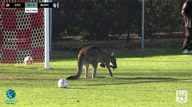 „Reuters“/„Scanpix“ nuotr./Australijoje kengūra išbėgo į futbolo aikštę