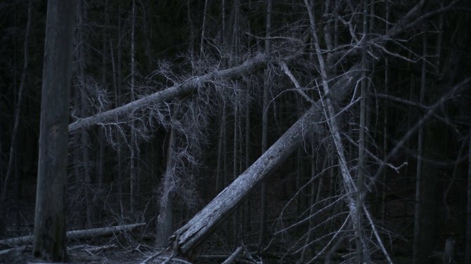 LKC nuotr./Kadras iš R.Barzdžiukaitės filmo „Rūgštus miškas“