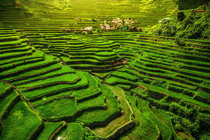 Kelionių akademijos nuotr./Banaue ryžių terasos