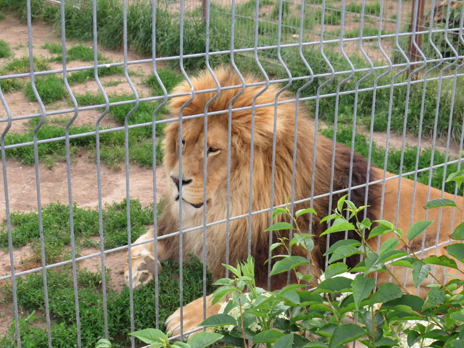 Valentino Daubaro nuotr./Liūtas Trakėnų zoologijos sode