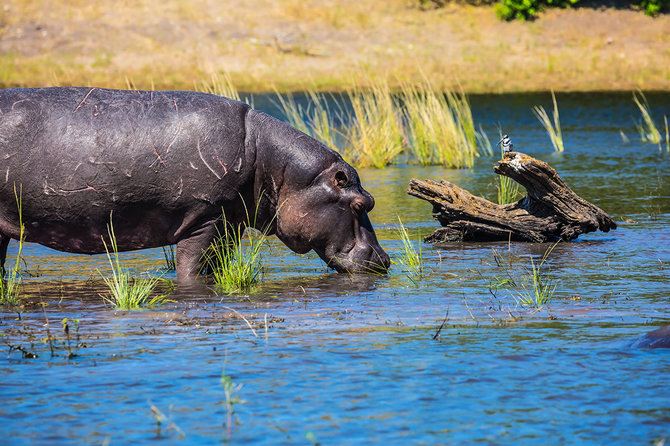 Shutterstock nuotr./Zambezė, Zimbabvė, gyvūnai