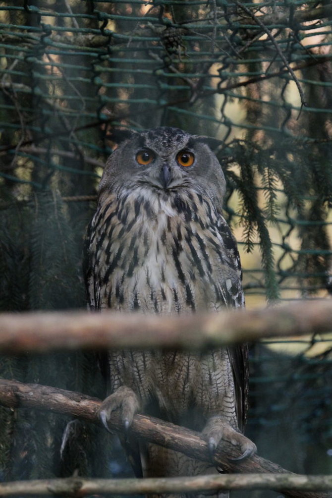 Lietuvos zoologijos sodo nuotr./Kelmės rajono miškuose paleisti du didžiojo apuoko jaunikliai